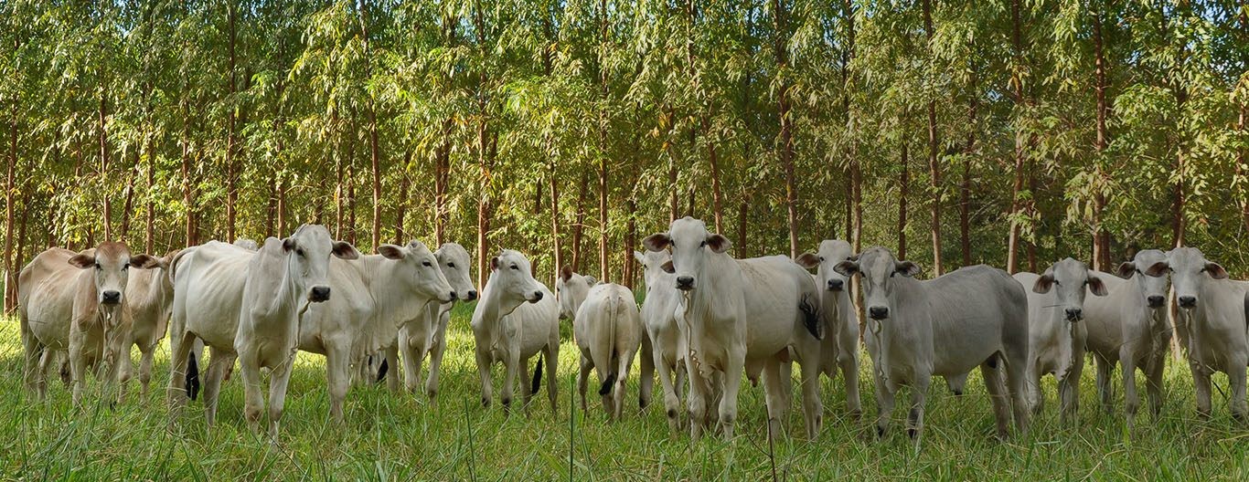 Tecnologia está ligada à ILPF