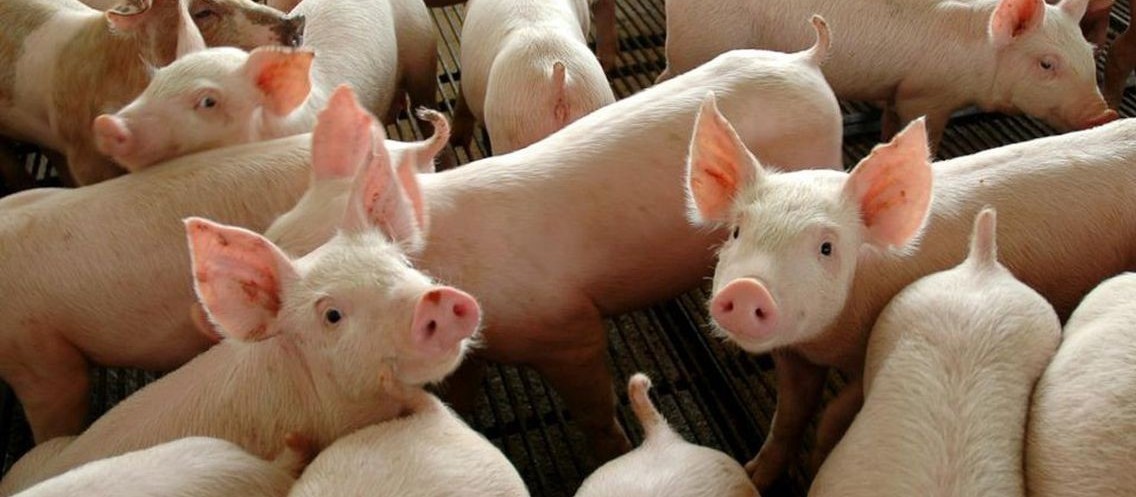 Suíno custa R$ 6 o quilo em Maringá