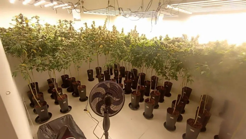 Polícia Civil descobre laboratório sofisticado de cultivo de maconha em Maringá