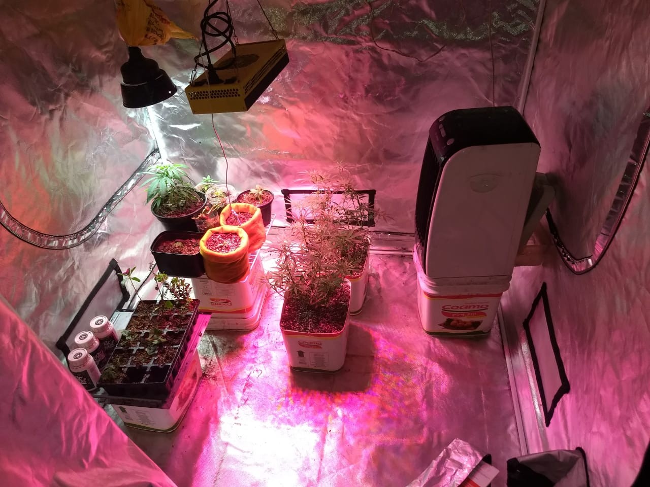 PM apreende equipamentos em estufa para produção de maconha em Maringá