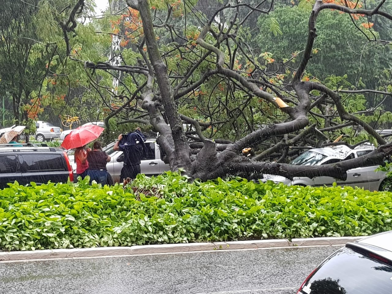 Ao menos 10 árvores caíram em Maringá
