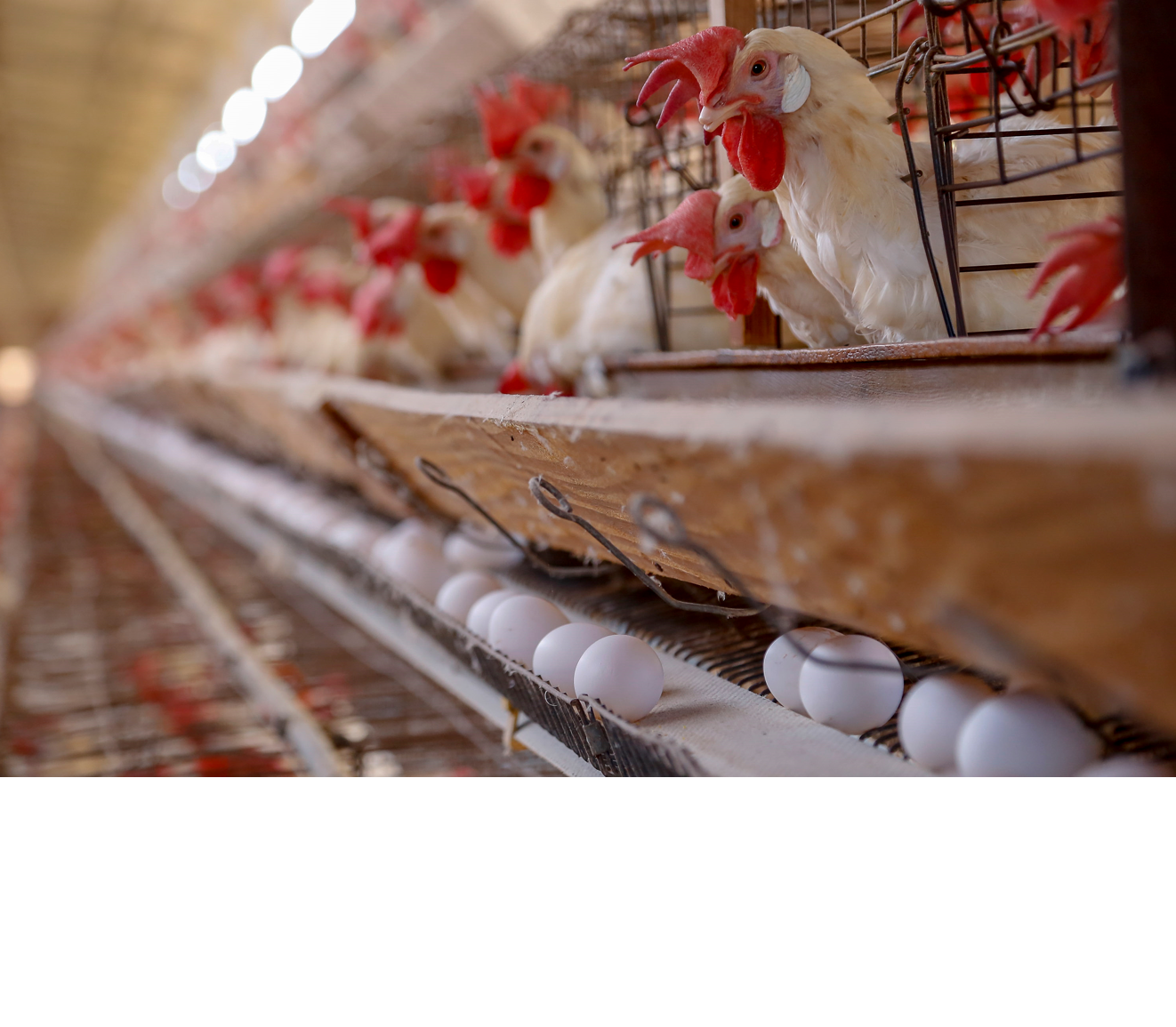 Abate de cabeças de frango no Brasil atingiu 6,18 bilhões em 2021