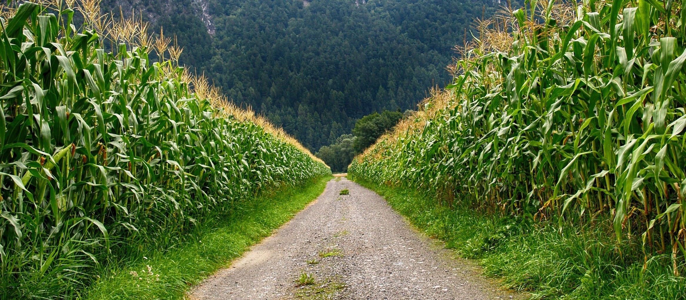 USDA divulga relatório de oferta e demanda; Consultor comenta