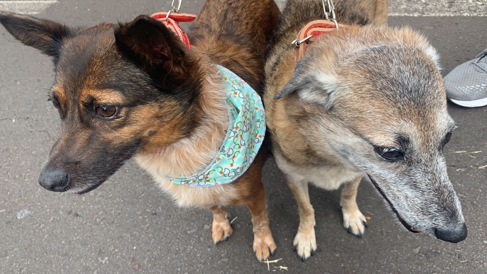 Cãominhada arrecada ração para Associação Protetora Dignidade Animal