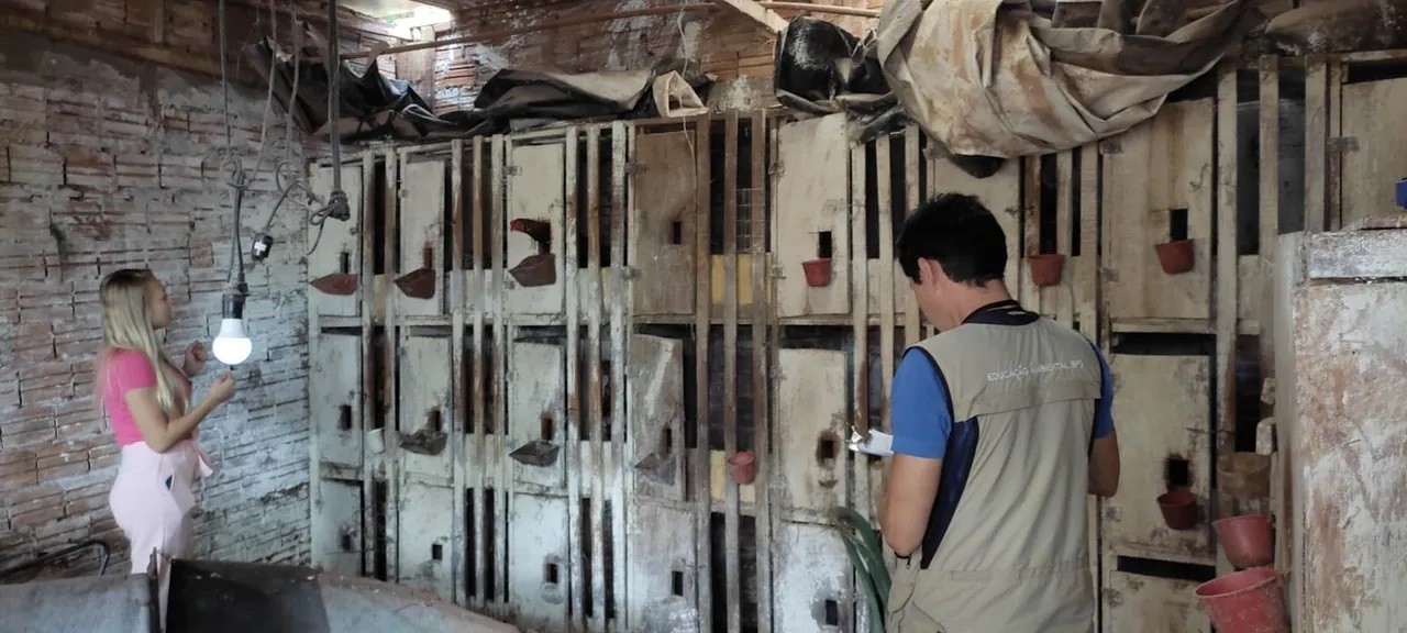 Suspeito de manter rinha de galos é preso em Toledo