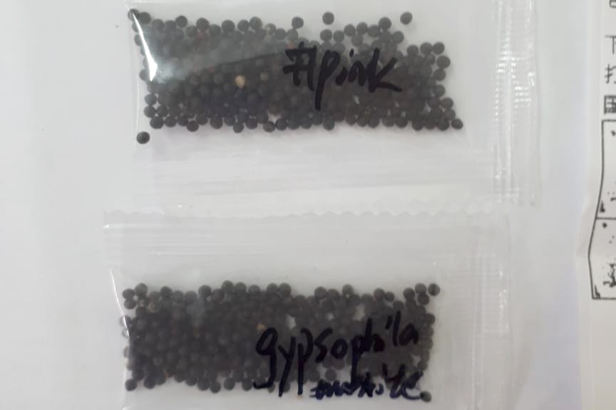 AEP orienta sobre pacotes de sementes não solicitadas