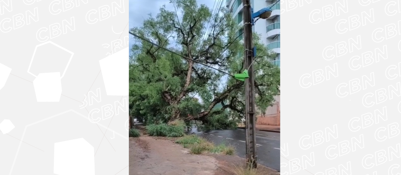 Temporal desse domingo (7) derrubou 19 árvores em Maringá