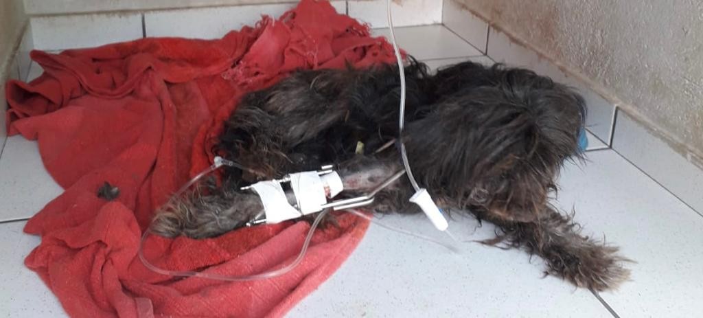 Homem de 67 anos é preso por maus-tratos a animais em Iporã