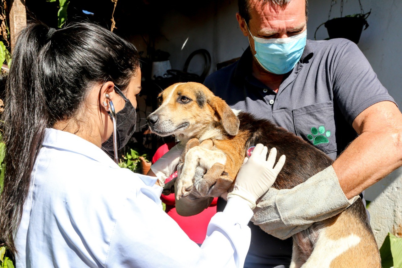 População pode adotar temporariamente um animal de estimação em Maringá