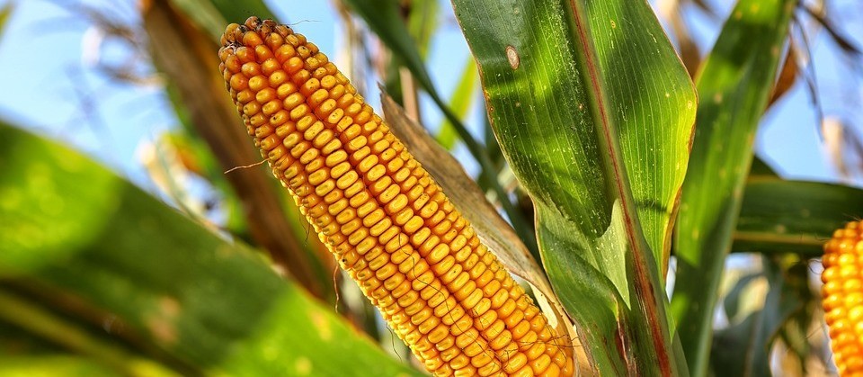 Milho custa R$ 28 a saca em Maringá