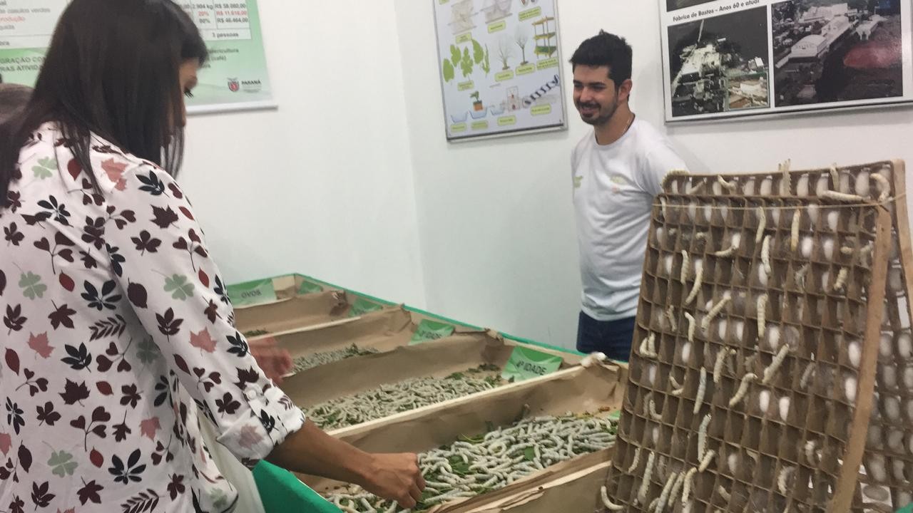 Visitantes da Expoingá podem conhecer todas os ciclos de vida do bicho-da-seda