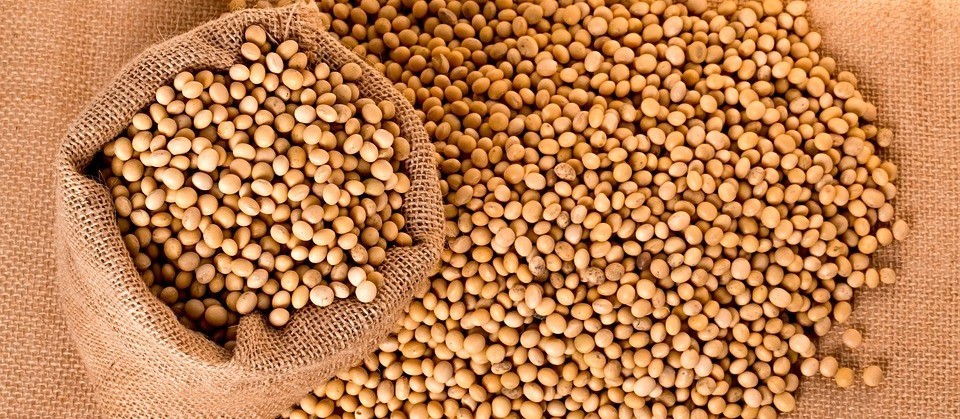 Soja custa R$ 69,50 a saca em Maringá e Campo Mourão