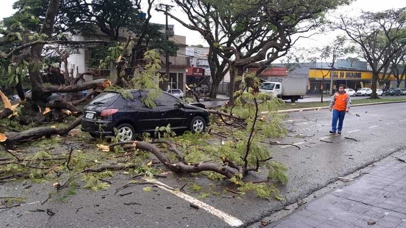 Câmera flagra momento em que árvore cai em cima de carro em Maringá