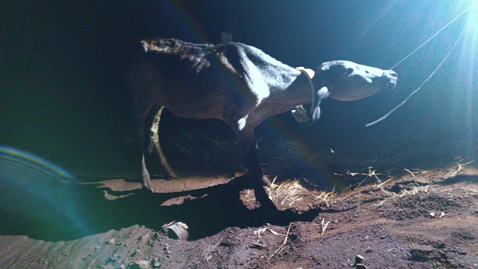 Patrulha Rural prende quadrilha de ladrões de gado em Cambira