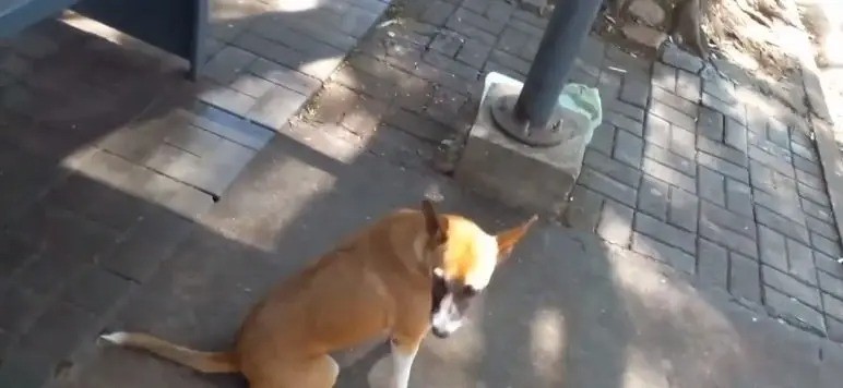 Atitude de cachorro em ponto de ônibus comove moradores