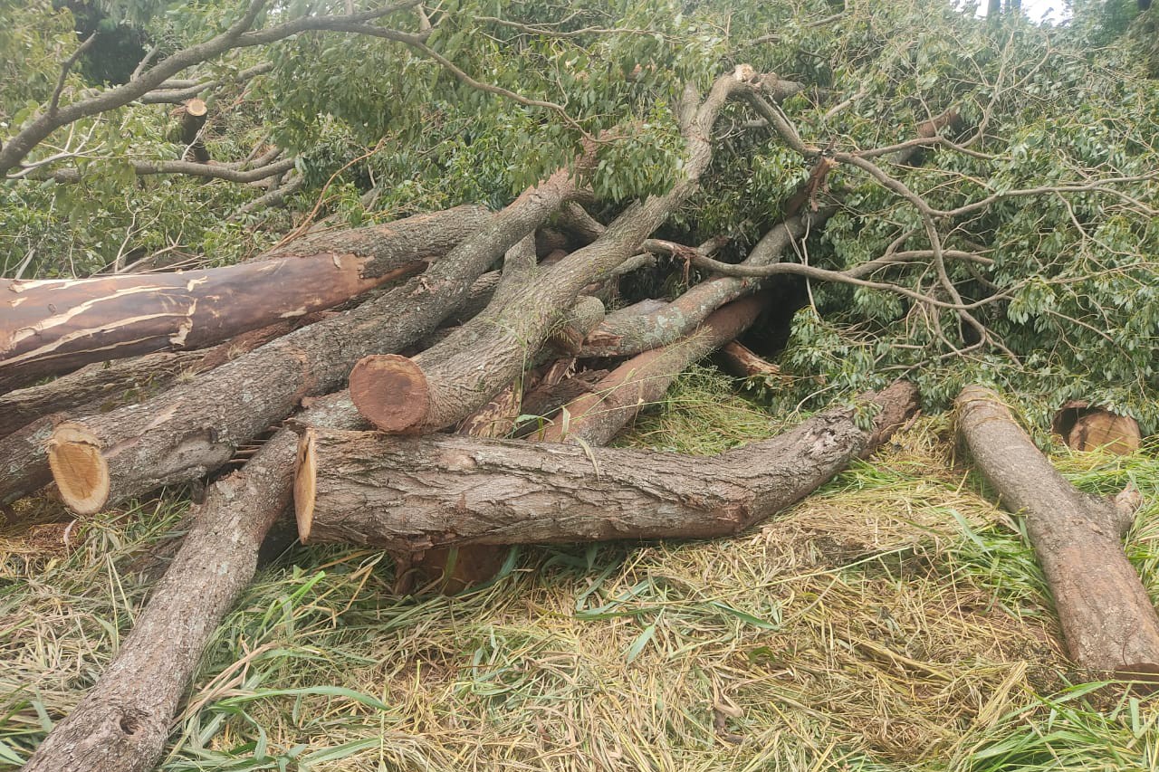 60 Ipês roxos são derrubados sem autorização em Tapira, diz IAT