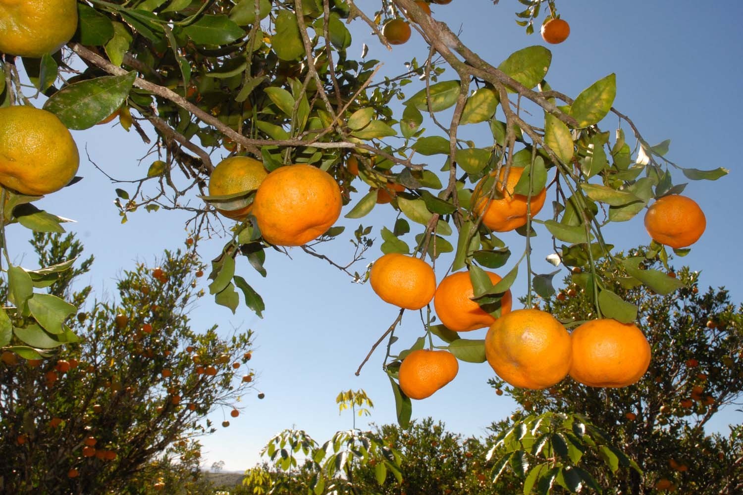 Setor de frutas comemora aumento no volume de exportações