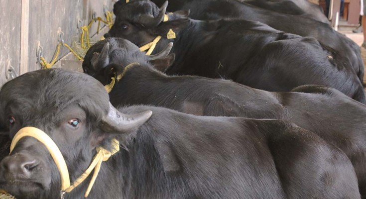 Estudos mostram que a carne de búfalo é quase 50% mais magra do que a bovina