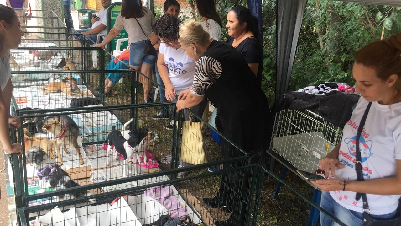 Feira de adoção oferece mais de 70 animais