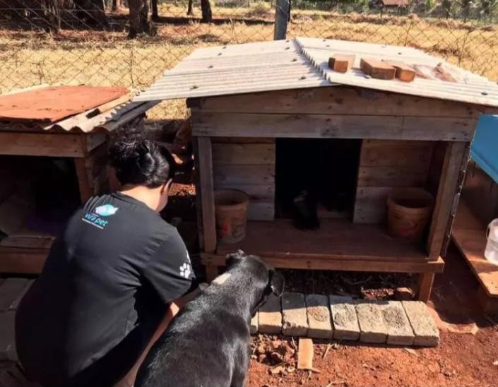 Em Maringá, ‘cãodomínios’ levam moradia e alimentos para cerca de 50 cães