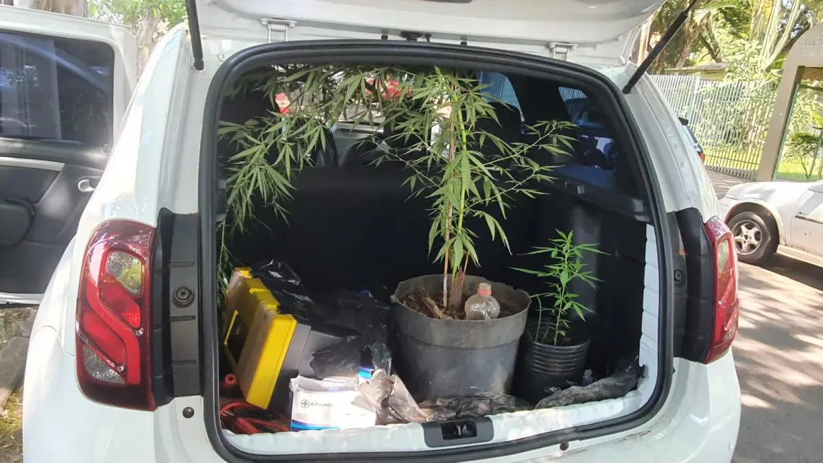 Com auxílio de drone, polícia apreende pés de maconha em residência de Maringá