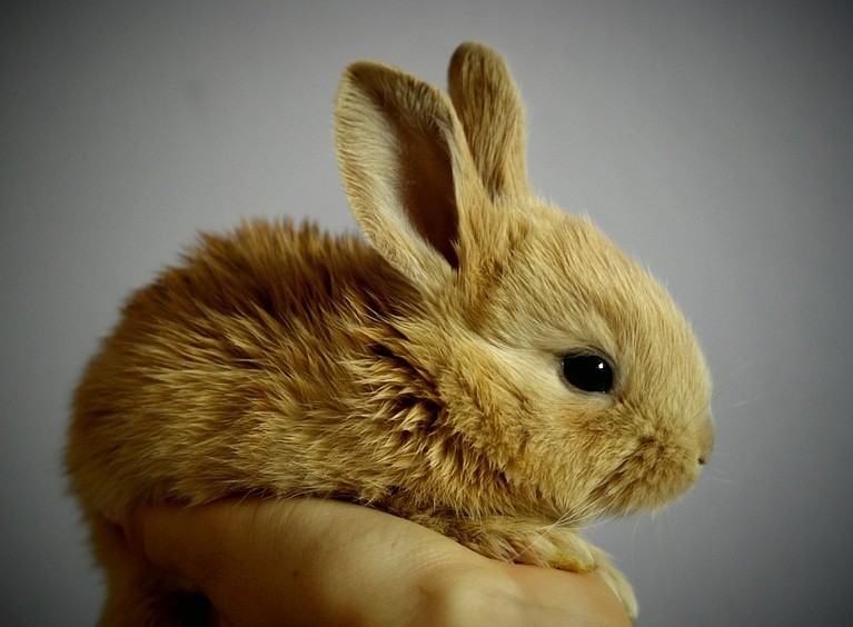 Coelhos são bons pets, mas precisam de cuidados especiais