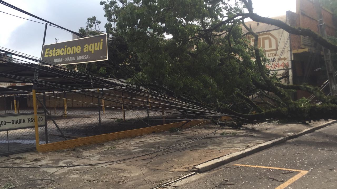 Árvore caída na Avenida Carneiro Leão deixa comércio e fábricas sem energia