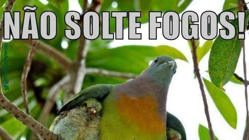 453 mil internautas são contra os fogos que espantam aves em Cianorte