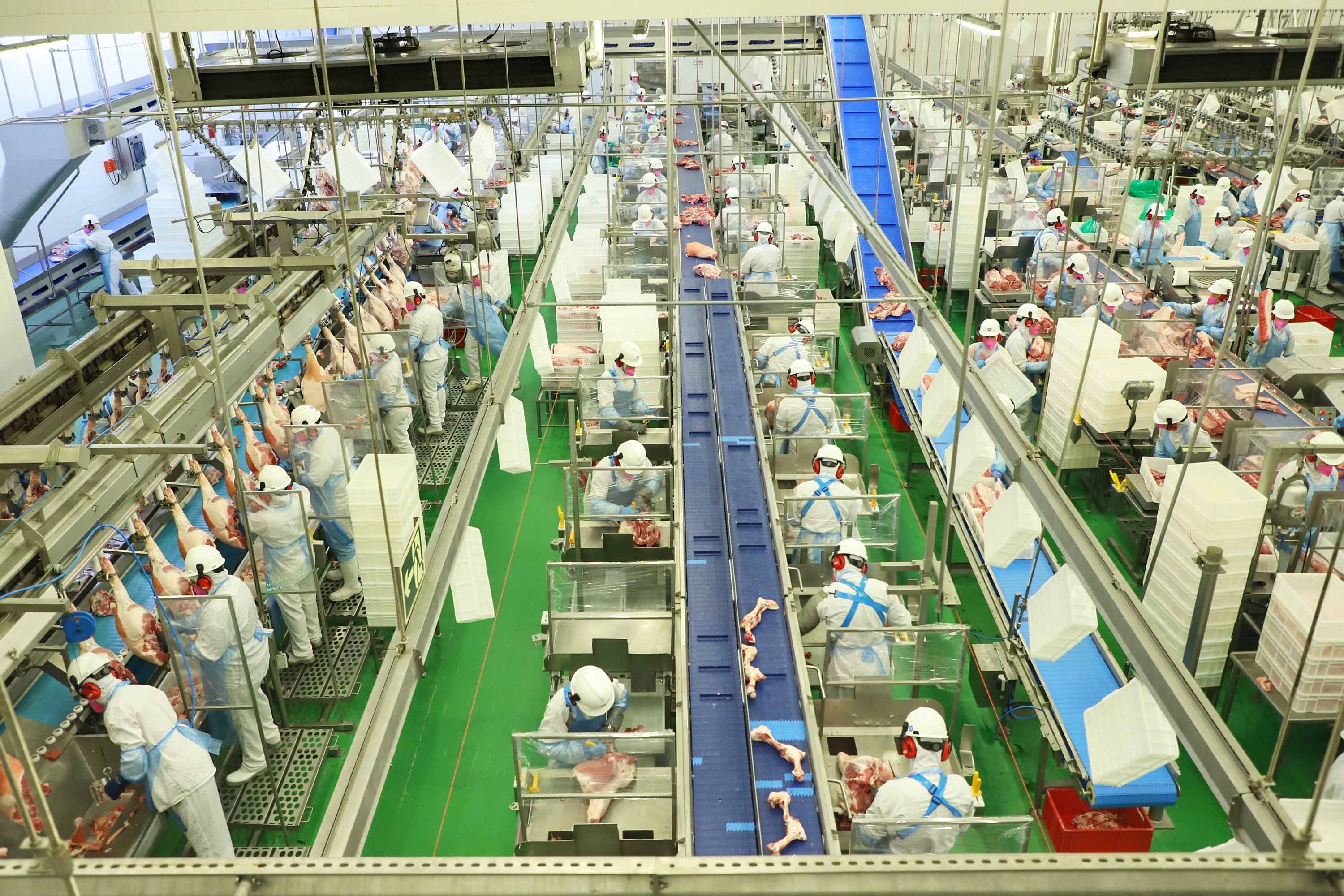 Abate de suínos tem crescimento no Paraná segundo o IBGE