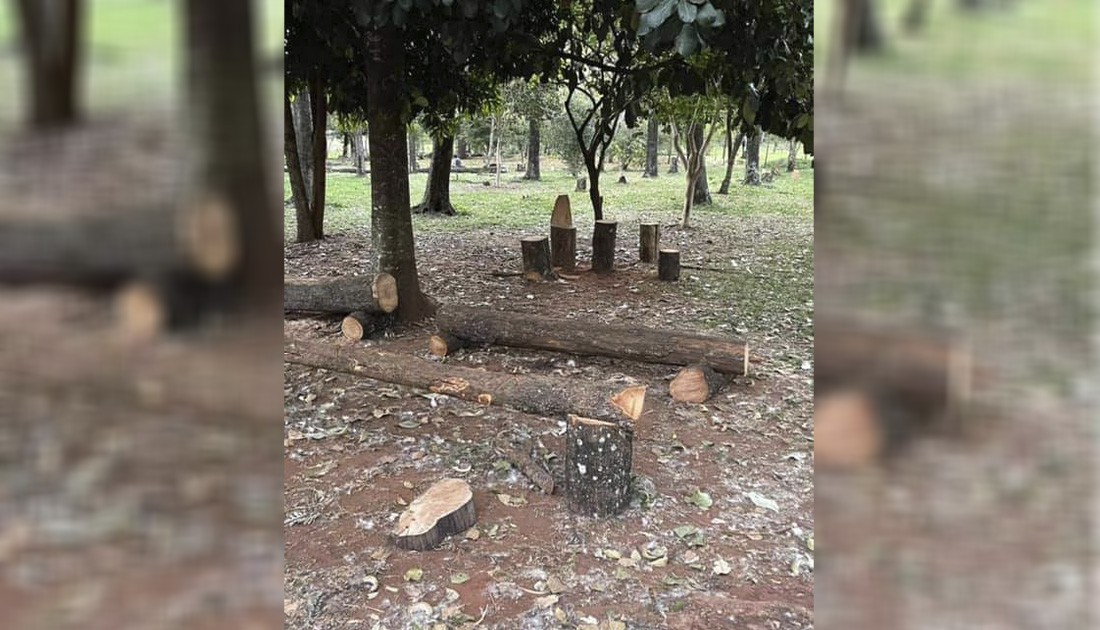 Quantidade de troncos no Bosque das Grevíleas chama atenção em Maringá
