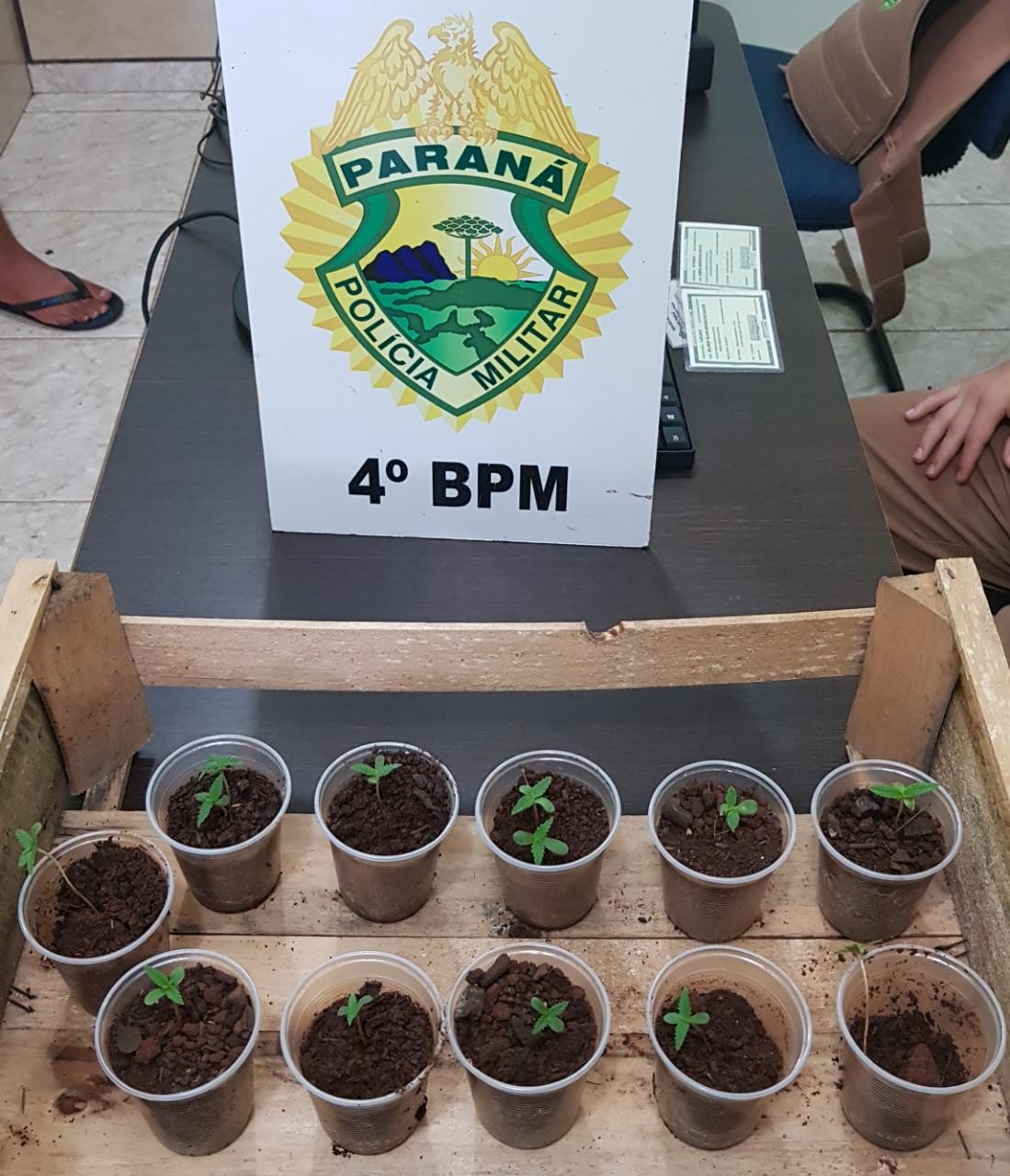 PM apreende plantação de maconha em residência de Maringá