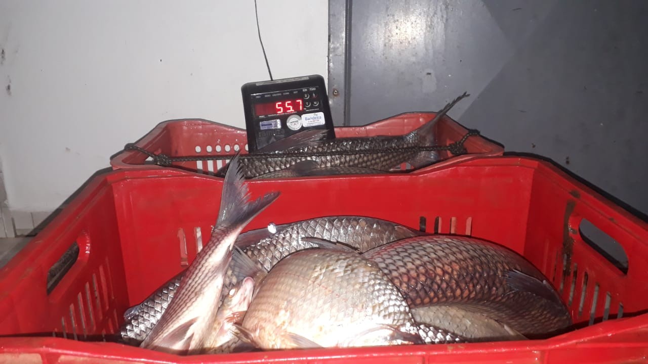 Homens são presos por pescar ilegalmente quase 120 kg de peixe no Rio Ivaí, diz polícia