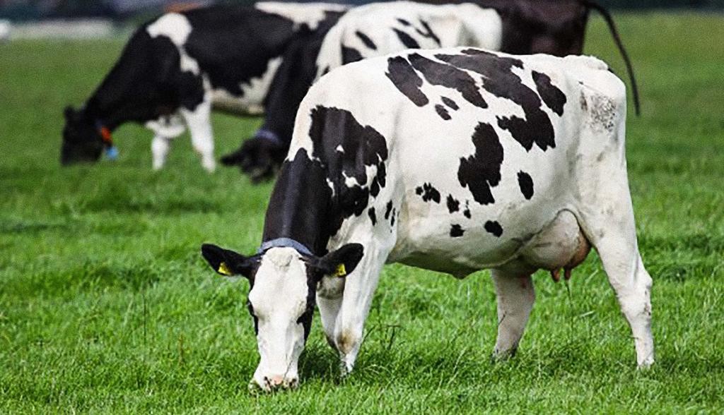 Vaca gorda custa R$ 133 a arroba em Umuarama