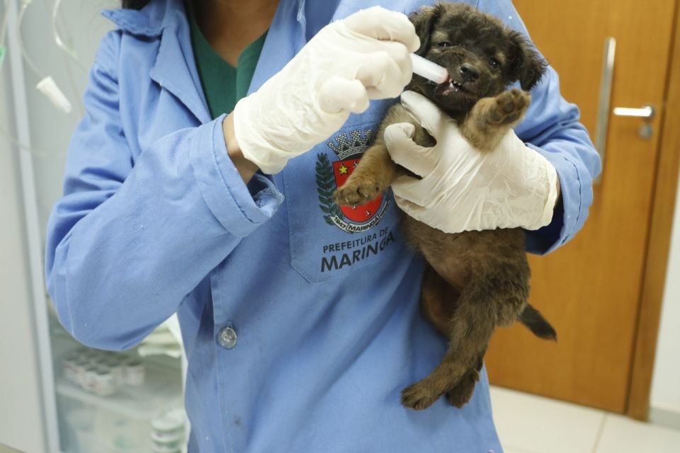 Os cães serão examinados, vacinados, vermifugados e castrados e, em breve, irão para adoção | Foto: Mileny Melo/PMM