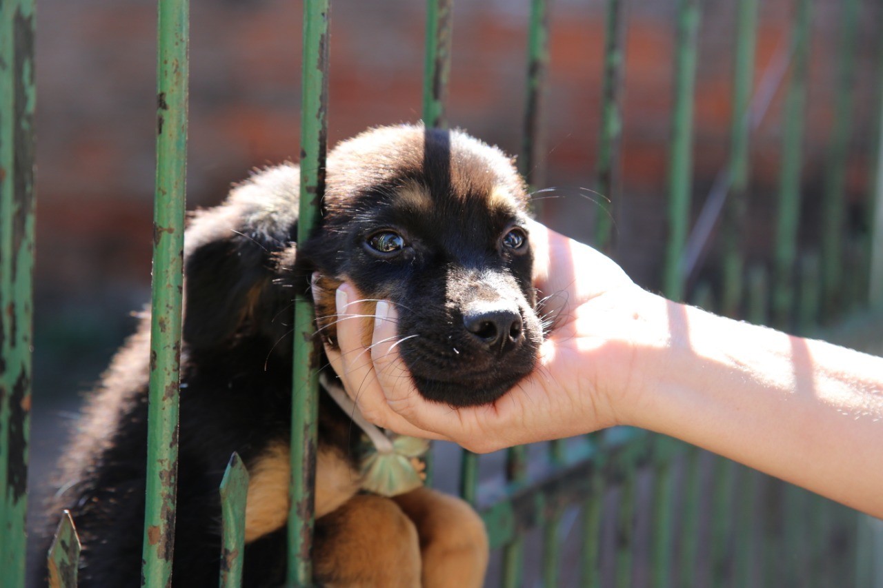 ‘Mutirão do Bem’ vai orientar população e fazer cadastro para castração de animais
