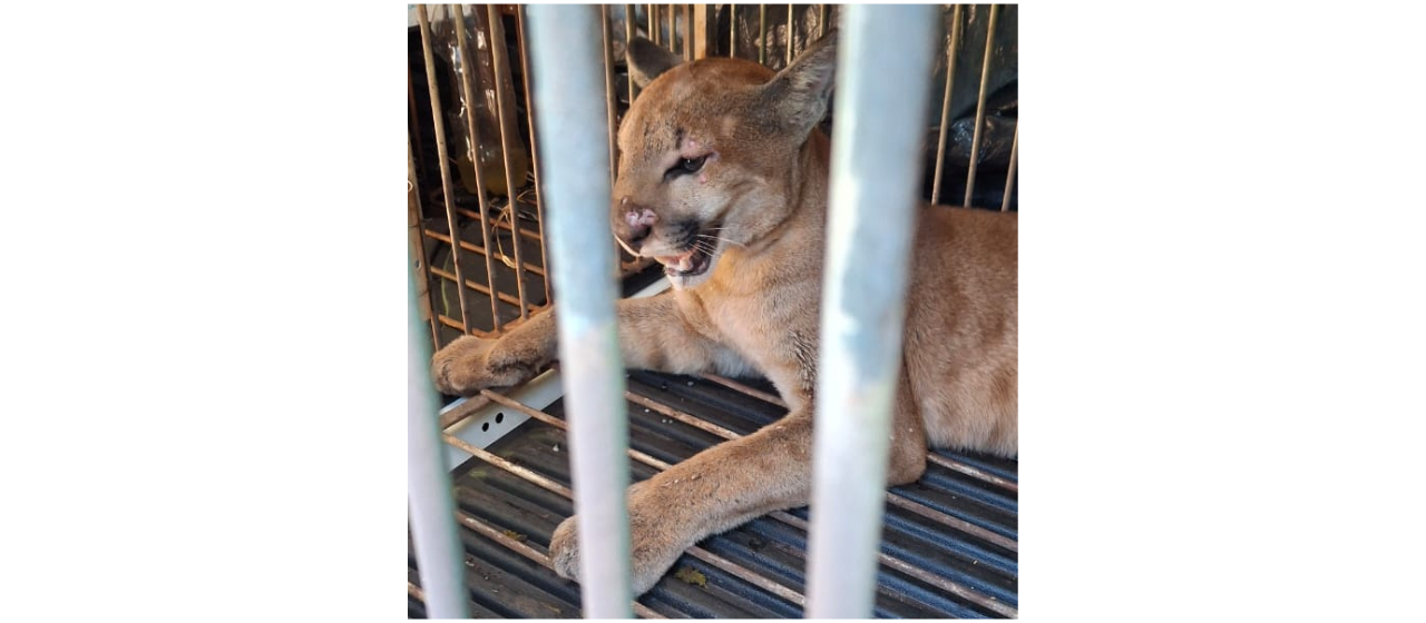 IAT captura onça-parda em sítio de Marialva