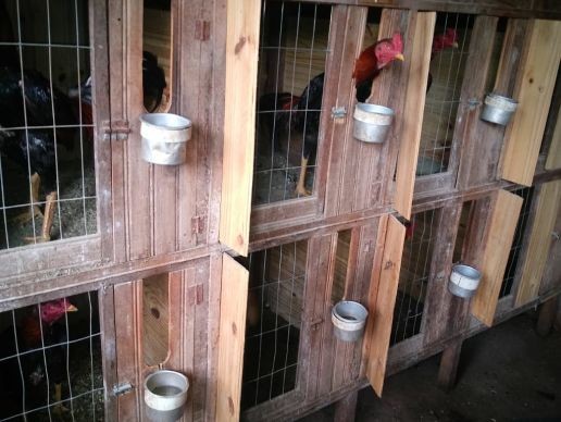 Quatro pessoas são presas por rinha de galo