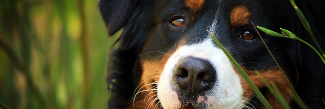 Confira os benefícios da castração em pets