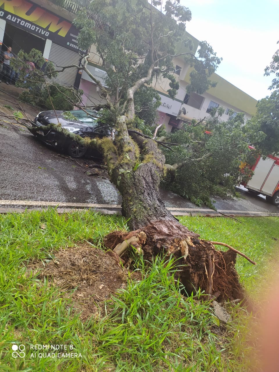 Vento forte derrubou árvore na Avenida Tuiuti (foto: Defesa Civil)
