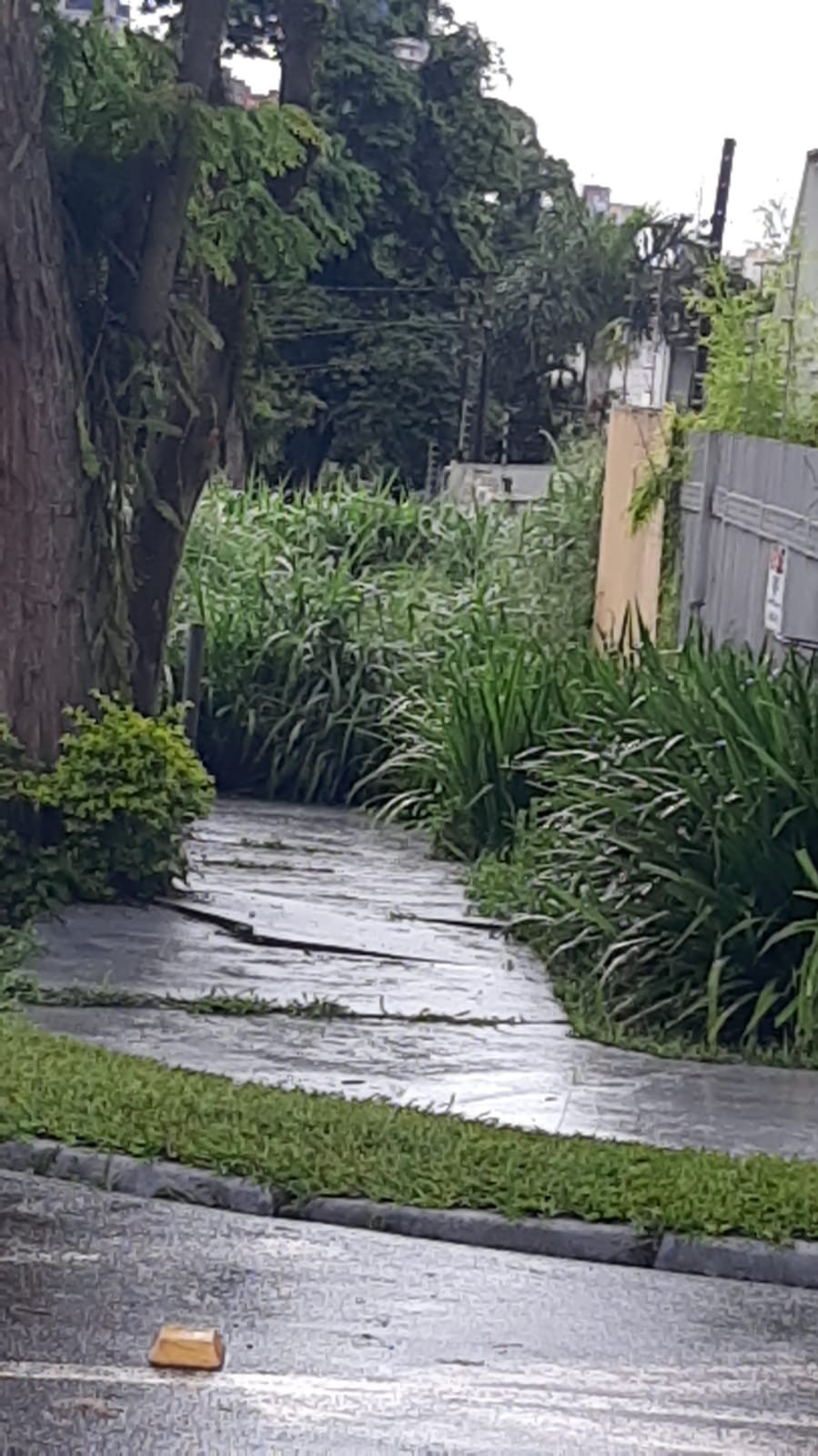 Morador reclama de mato alto em terreno da Zona 4, em Maringá