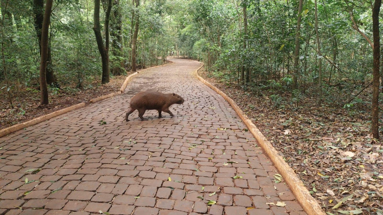 Parque do Ingá completa 54 anos com rica biodiversidade