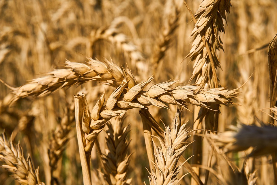 Trigo custa R$ 50 a saca em Maringá e Cascavel