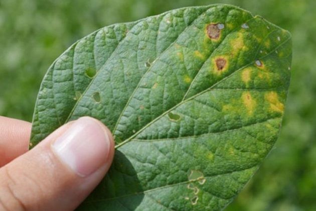 Ferrugem asiática segue como uma das preocupações do produtor de soja