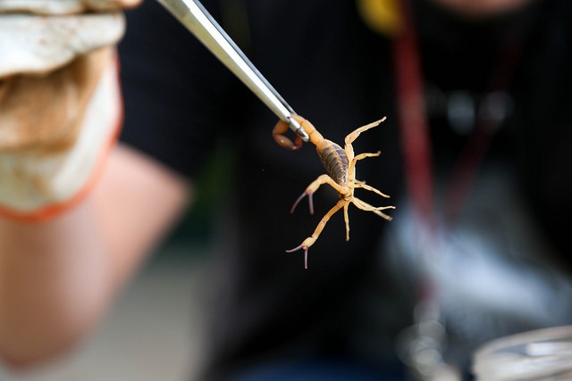Saúde testa luz ultravioleta para ‘caçadas’ noturnas