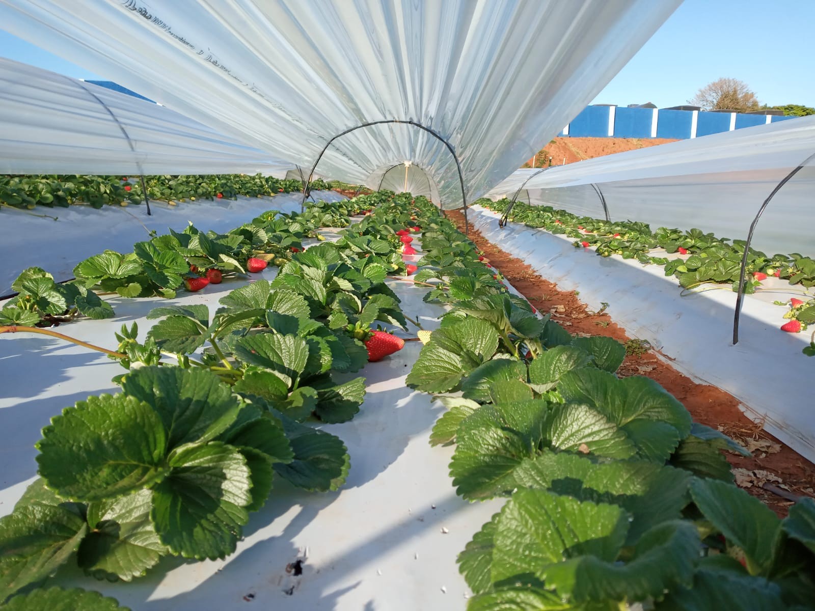 Consumo de produtos orgânicos em Maringá aumenta 30% ao ano, estima associação