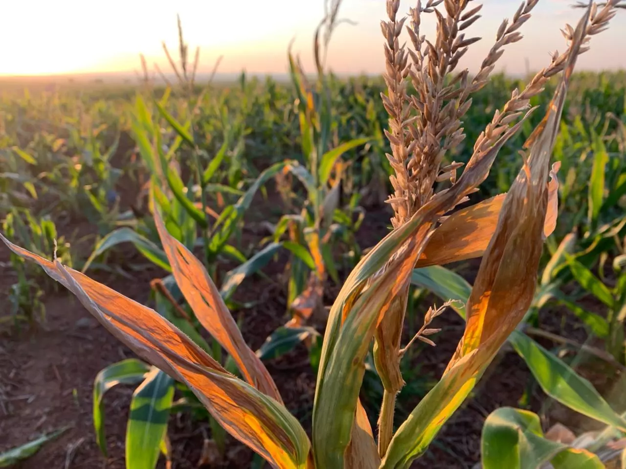 Exportações de milho pelo Brasil totalizaram 3,73 milhões de toneladas nas três primeiras semanas de setembro