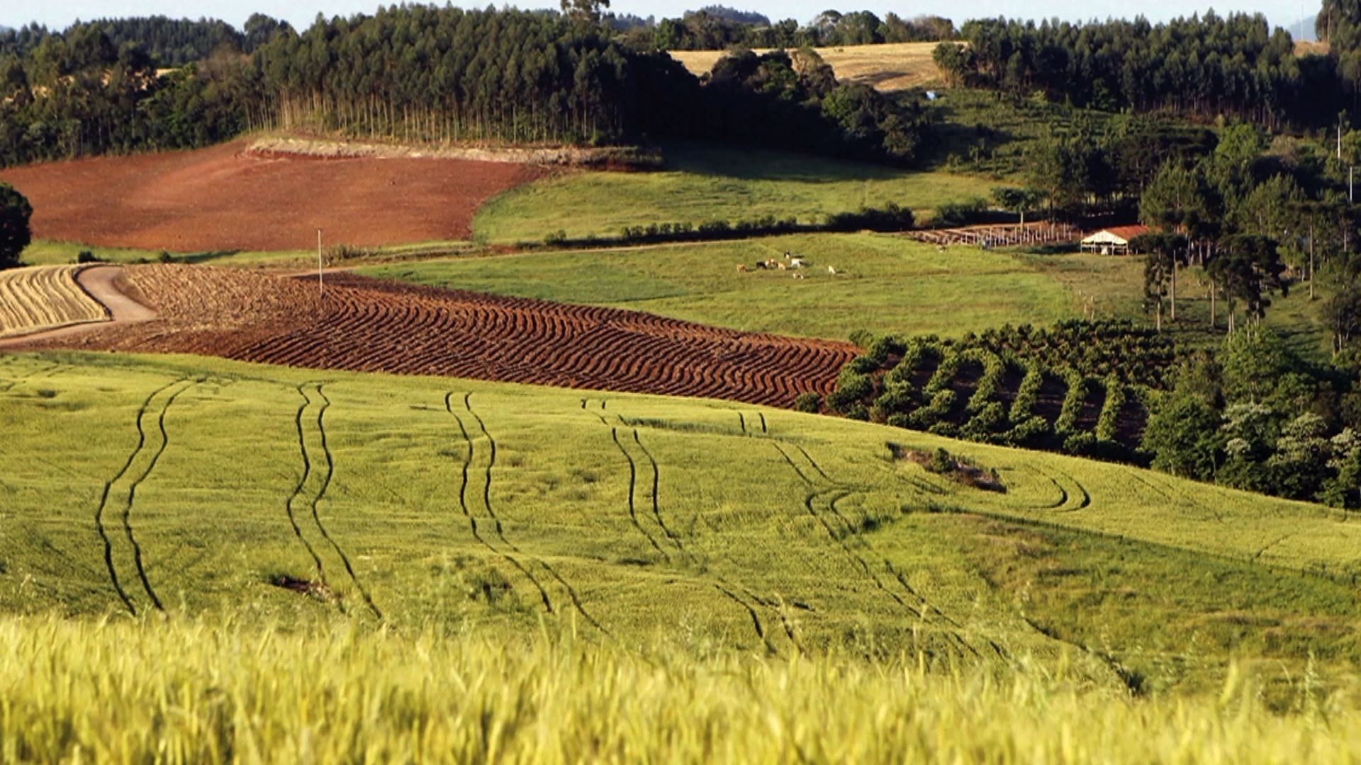 Coronavírus pode pesar sobre resultados do agro só em 2021, dizem analistas