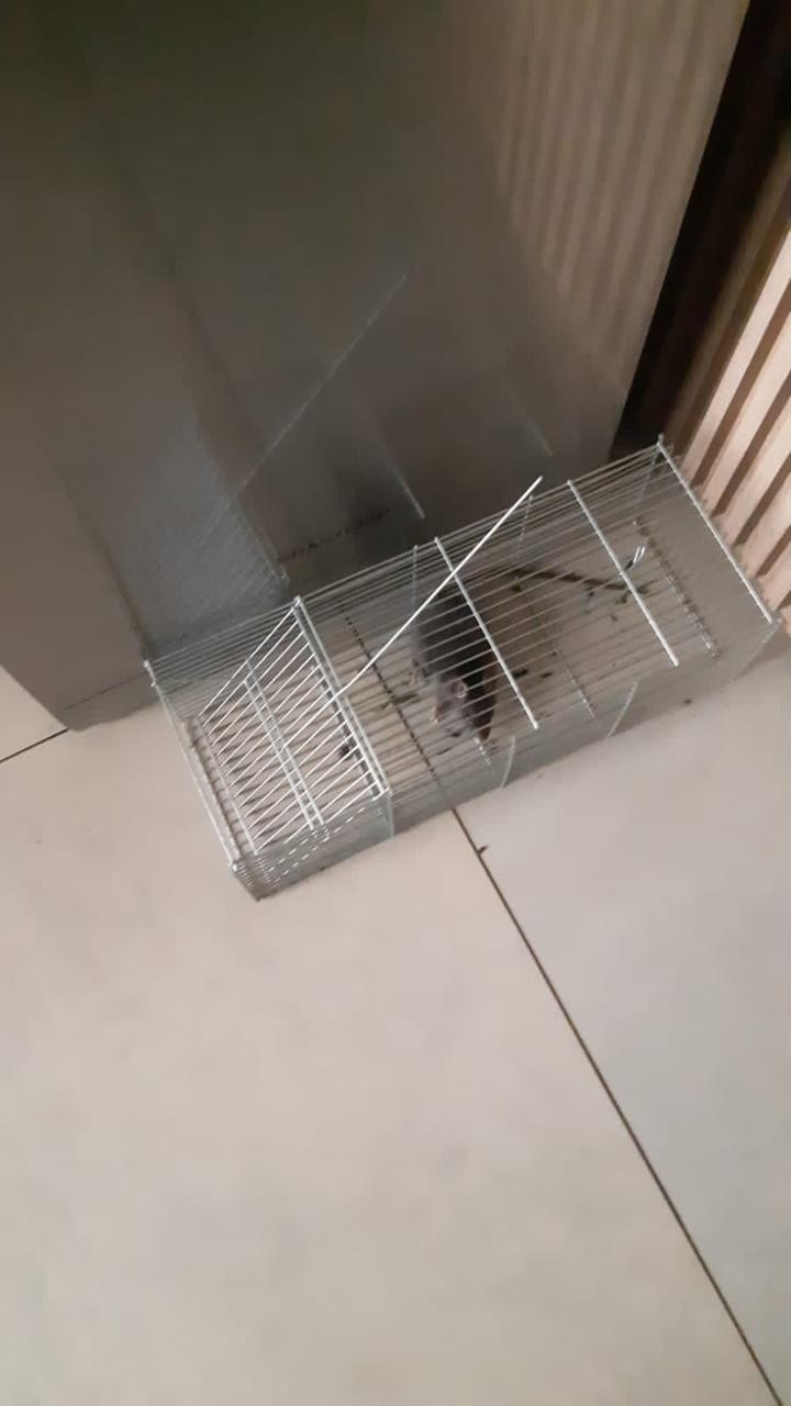 Infestação de ratos e escorpiões preocupa moradores do Parque Industrial