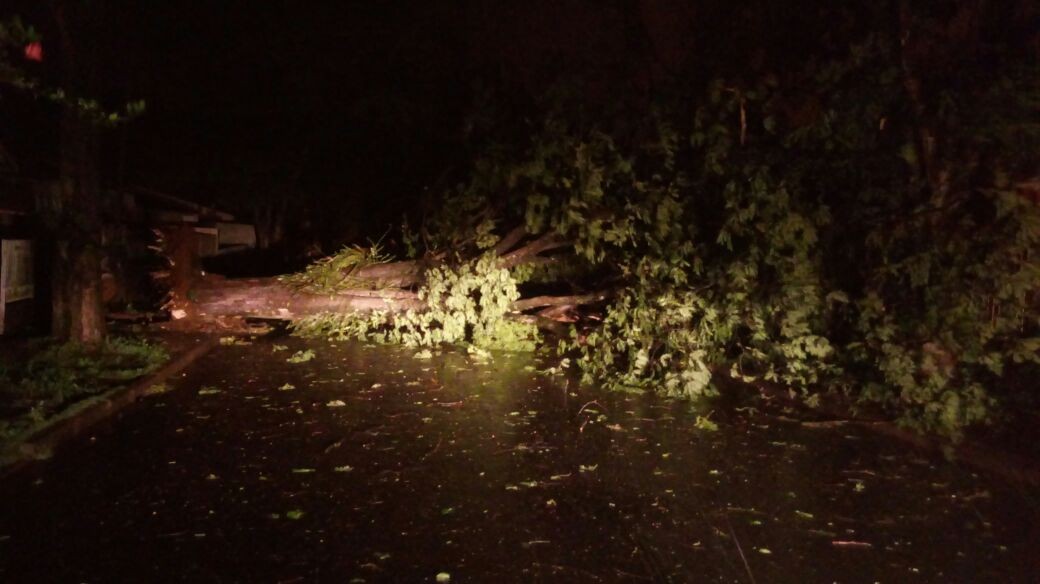 Com ventos de até 55 km/h, ao menos 25 árvores caem em Maringá