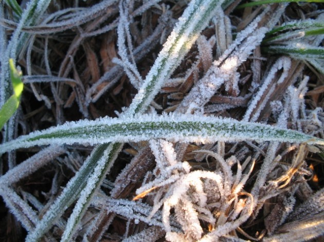 Iapar inicia trabalhos de alerta de geada no Paraná